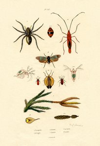Alp Clubmoss, 1833-39 by French School
